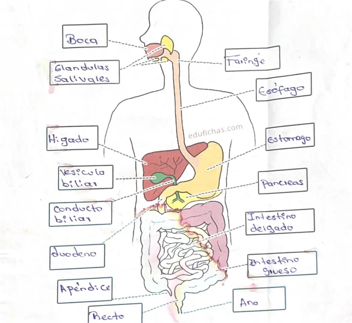 Boca
Glandulas
Salivales
Higado
Vesicula
bilia
Conducto
biliar
duodeno
Apendice
Faringe
Esofago
edufichas.com
Estomago
Pancreas
Intestino
de
