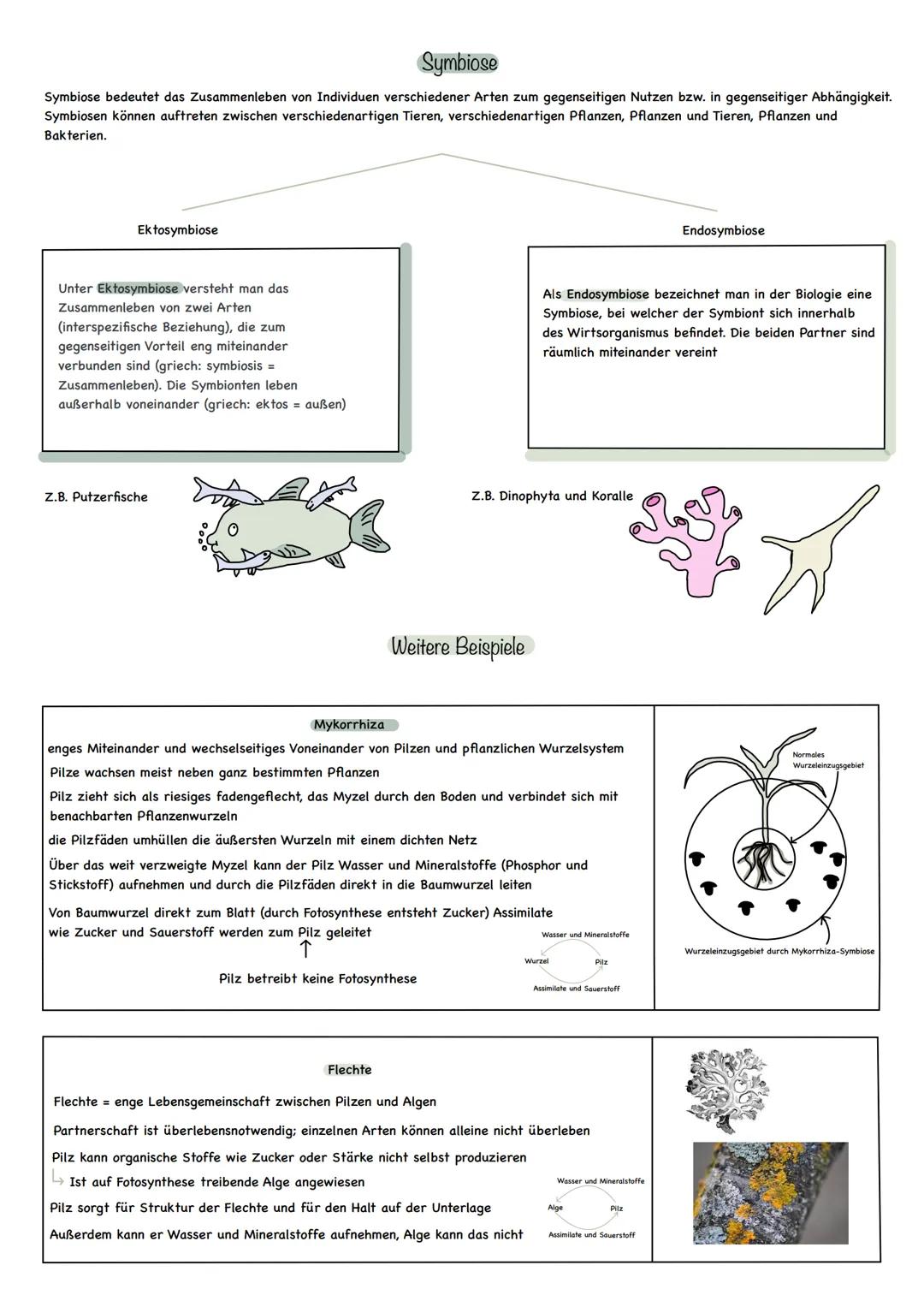 # Symbiose
Symbiose bedeutet das Zusammenleben von Individuen verschiedener Arten zum gegenseitigen Nutzen bzw. in gegenseitiger Abhängigke