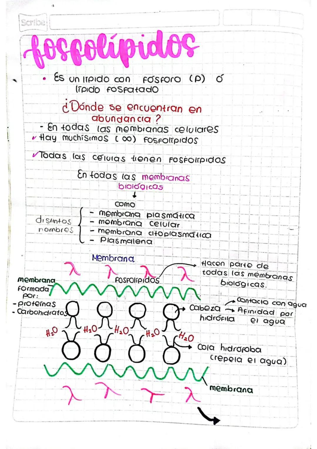 lípidos
compuestos
Es un lipido
Ácido
graso
Glicerol
Enlace
Tipo ester
Sustancia adicional/
Componente adicional
Clases de
L. compuestos
Glu