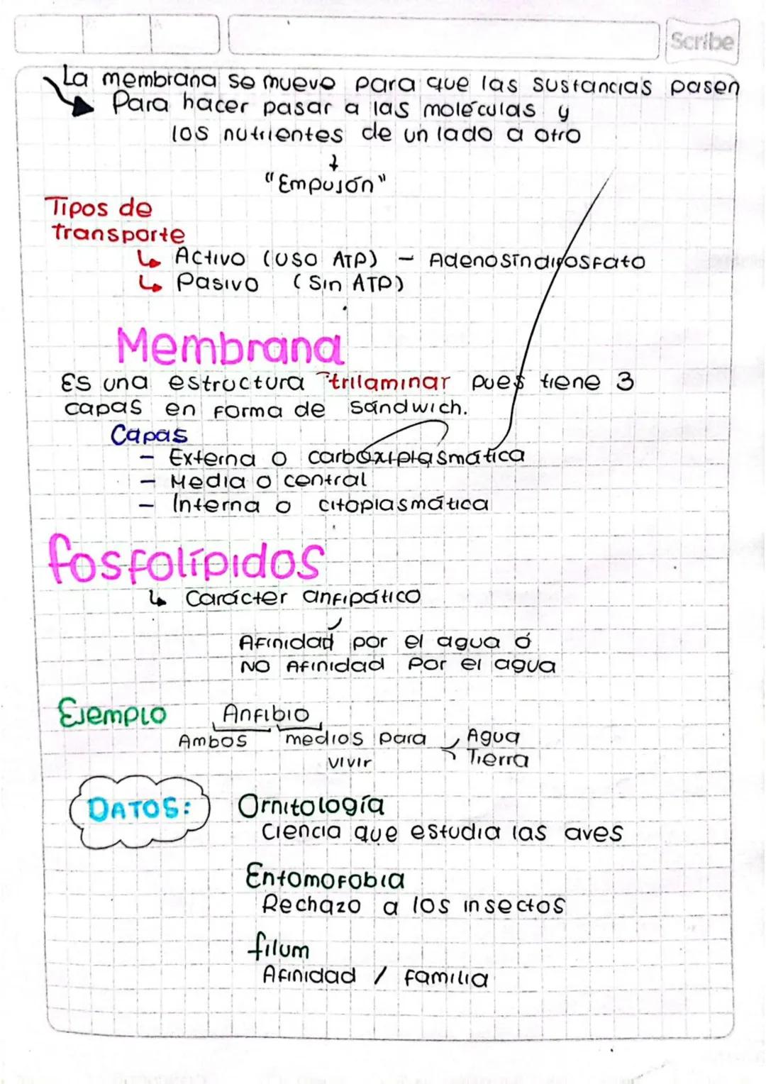 lípidos
compuestos
Es un lipido
Ácido
graso
Glicerol
Enlace
Tipo ester
Sustancia adicional/
Componente adicional
Clases de
L. compuestos
Glu