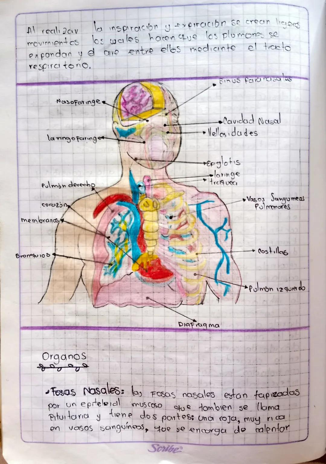 # SISTEMA RESPIRATORIO
la respiración es el proceso Fisiológico en el cual los
organisimos vivos tomcın oxígeno del medio ambient
y despren