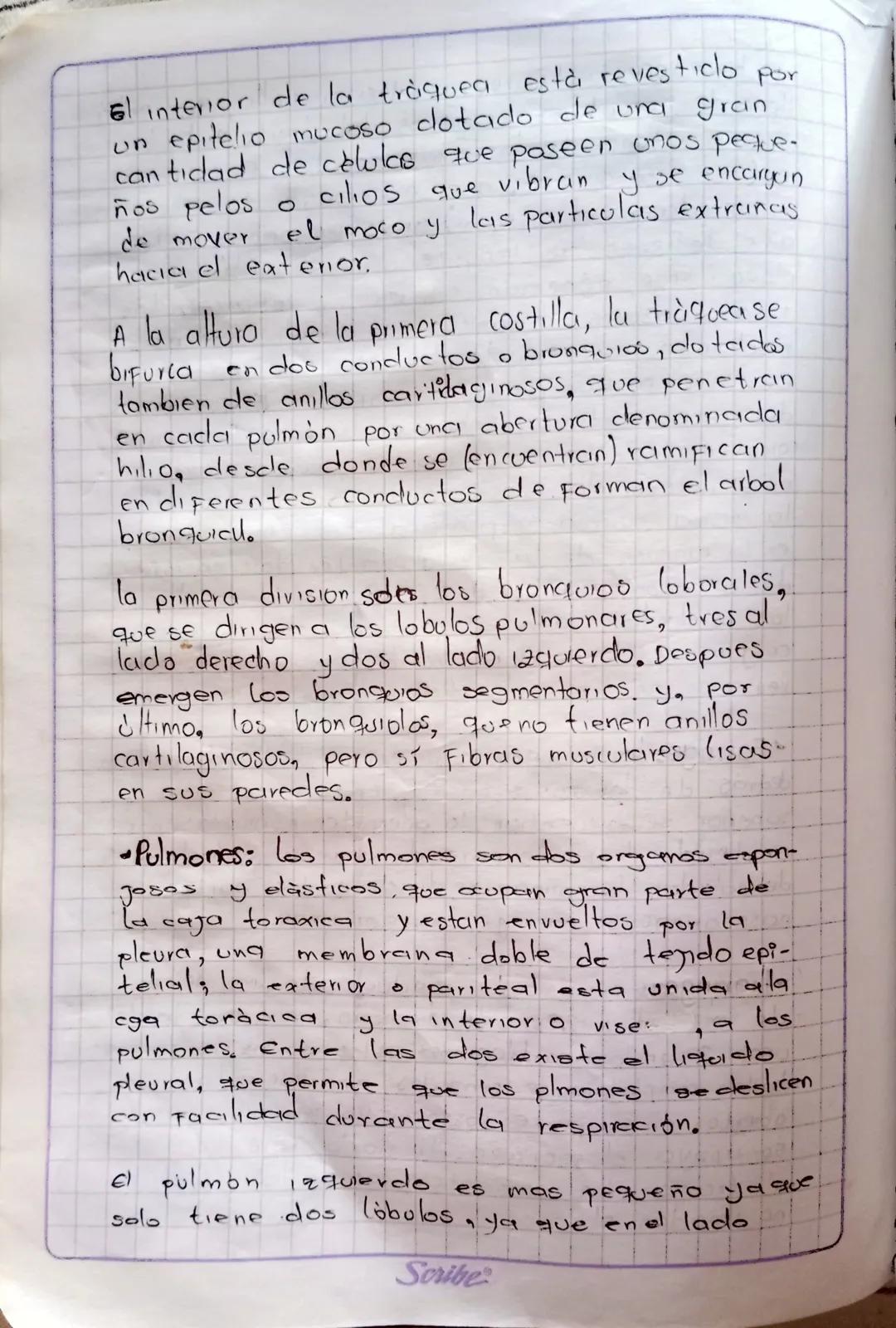 # SISTEMA RESPIRATORIO
la respiración es el proceso Fisiológico en el cual los
organisimos vivos tomcın oxígeno del medio ambient
y despren