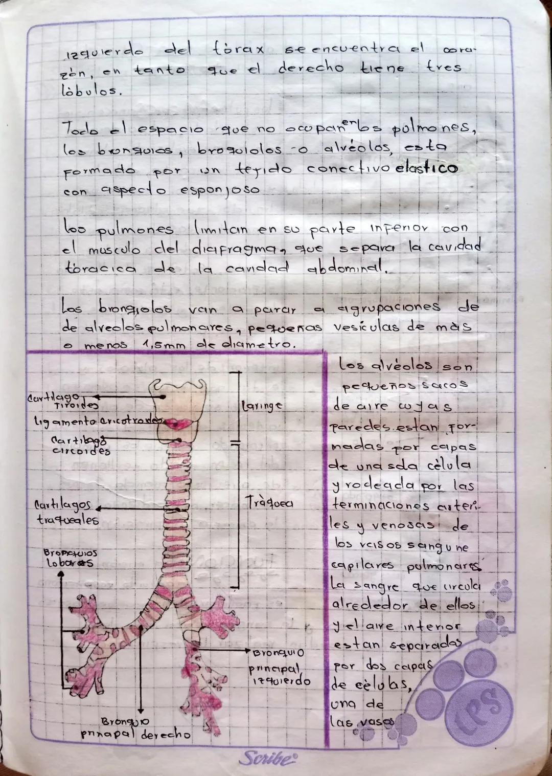 # SISTEMA RESPIRATORIO
la respiración es el proceso Fisiológico en el cual los
organisimos vivos tomcın oxígeno del medio ambient
y despren