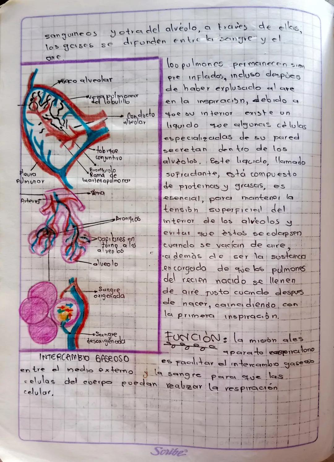 # SISTEMA RESPIRATORIO
la respiración es el proceso Fisiológico en el cual los
organisimos vivos tomcın oxígeno del medio ambient
y despren