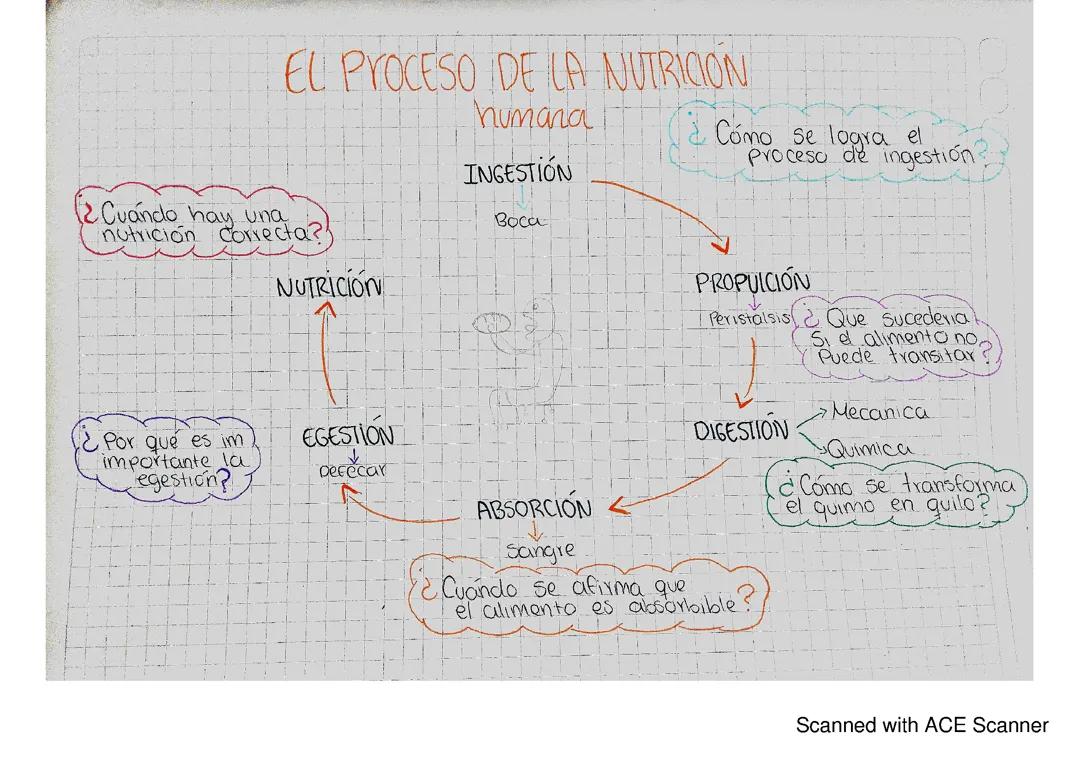 El proceso de la nutrición