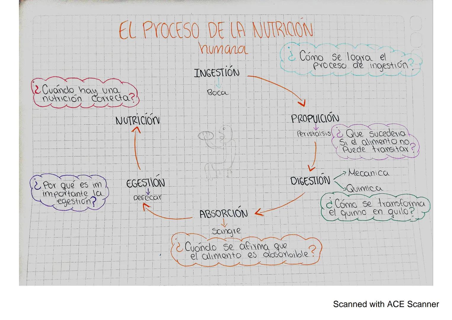 EL PROCESO DE LA NUTRICION
humana
INGESTIÓN
¿Cómo se logra el
Proceso de ingestión
Cuando hay una
nutrición correcta?
NUTRICIÓN
¿Por qué es