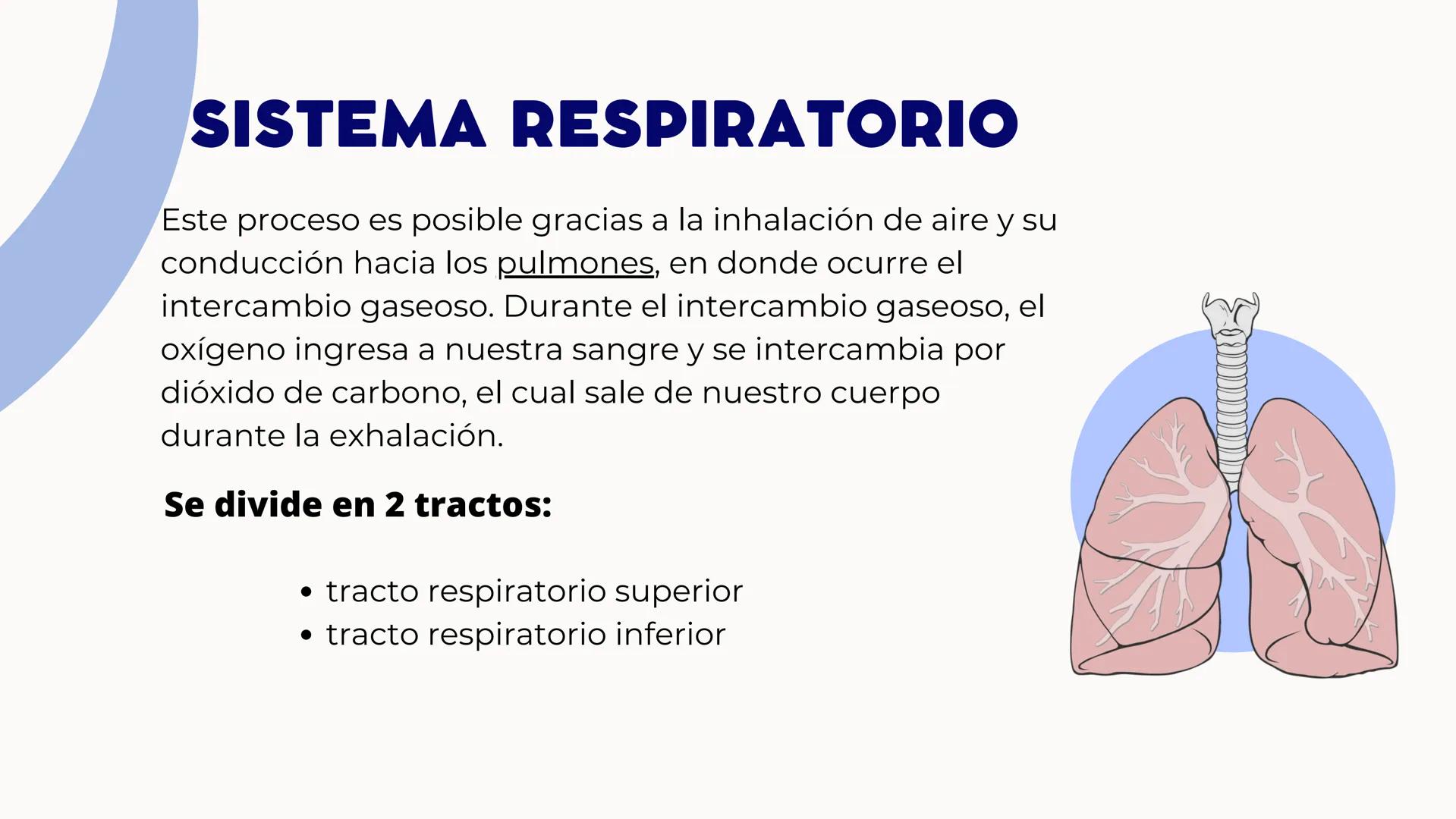 CONTENIDO
La respiración es un proceso biológico vital e
indispensable para el ser humano, por ello
resultada importante estudiar su sistema