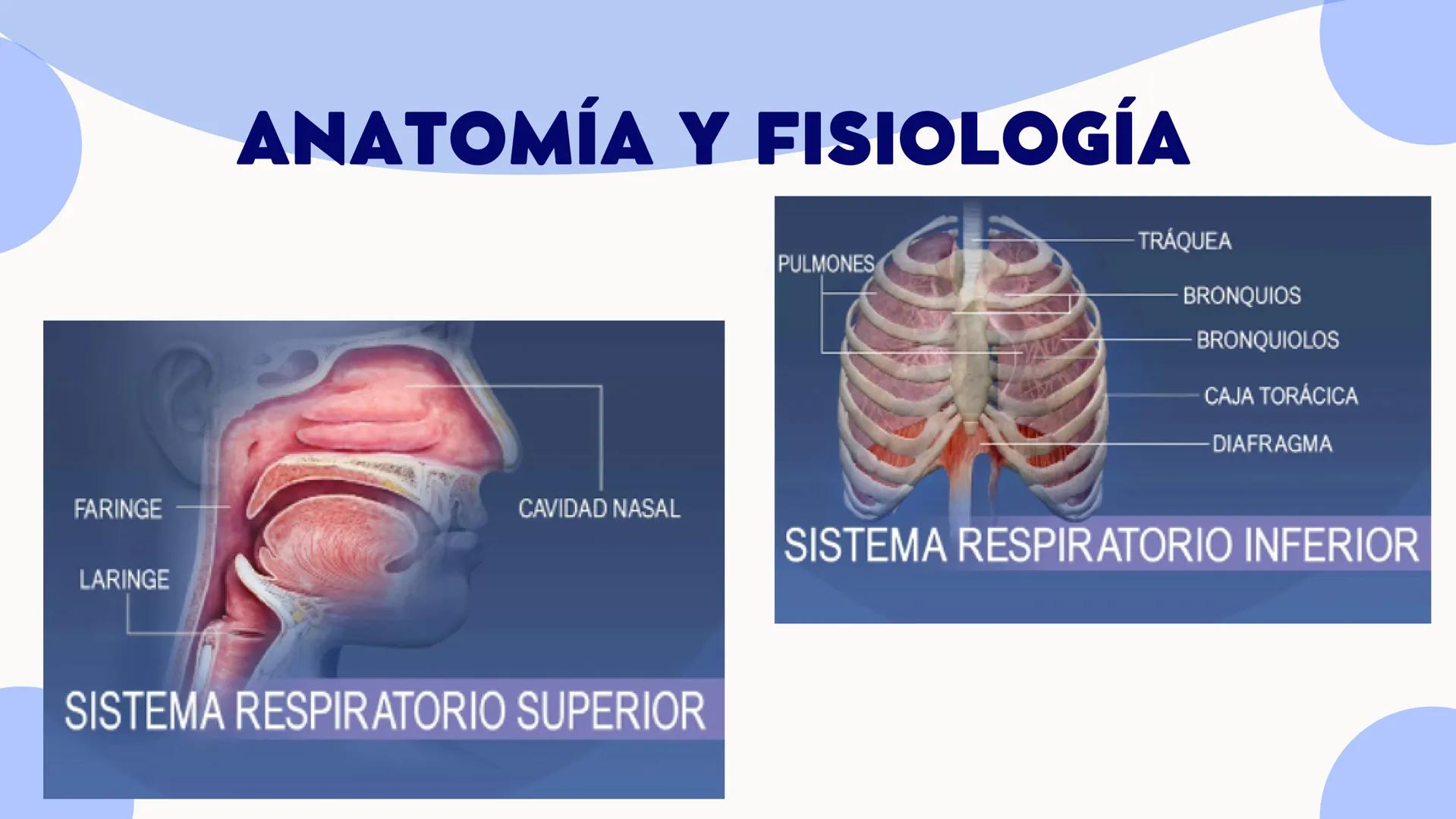 CONTENIDO
La respiración es un proceso biológico vital e
indispensable para el ser humano, por ello
resultada importante estudiar su sistema