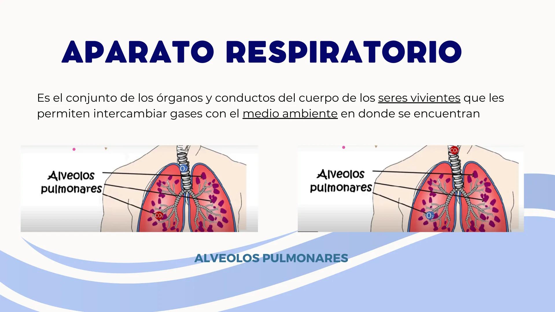 CONTENIDO
La respiración es un proceso biológico vital e
indispensable para el ser humano, por ello
resultada importante estudiar su sistema