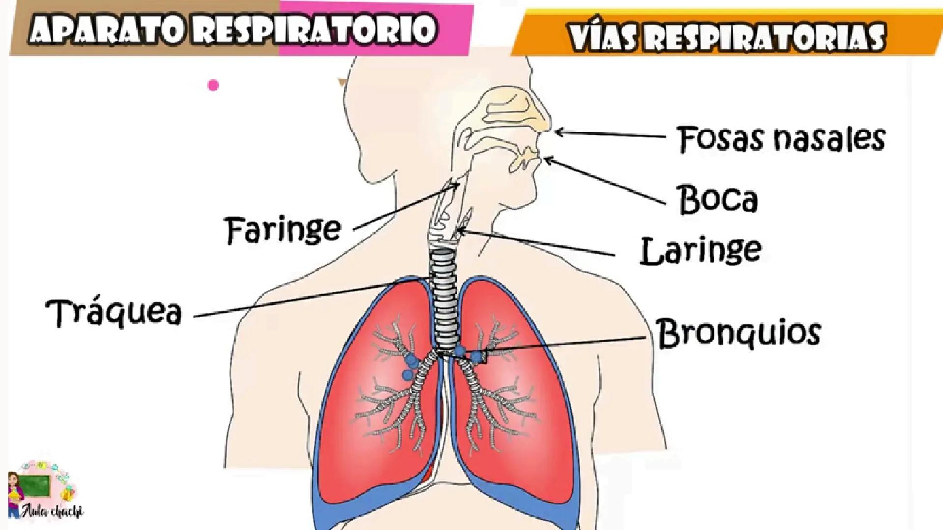 CONTENIDO
La respiración es un proceso biológico vital e
indispensable para el ser humano, por ello
resultada importante estudiar su sistema