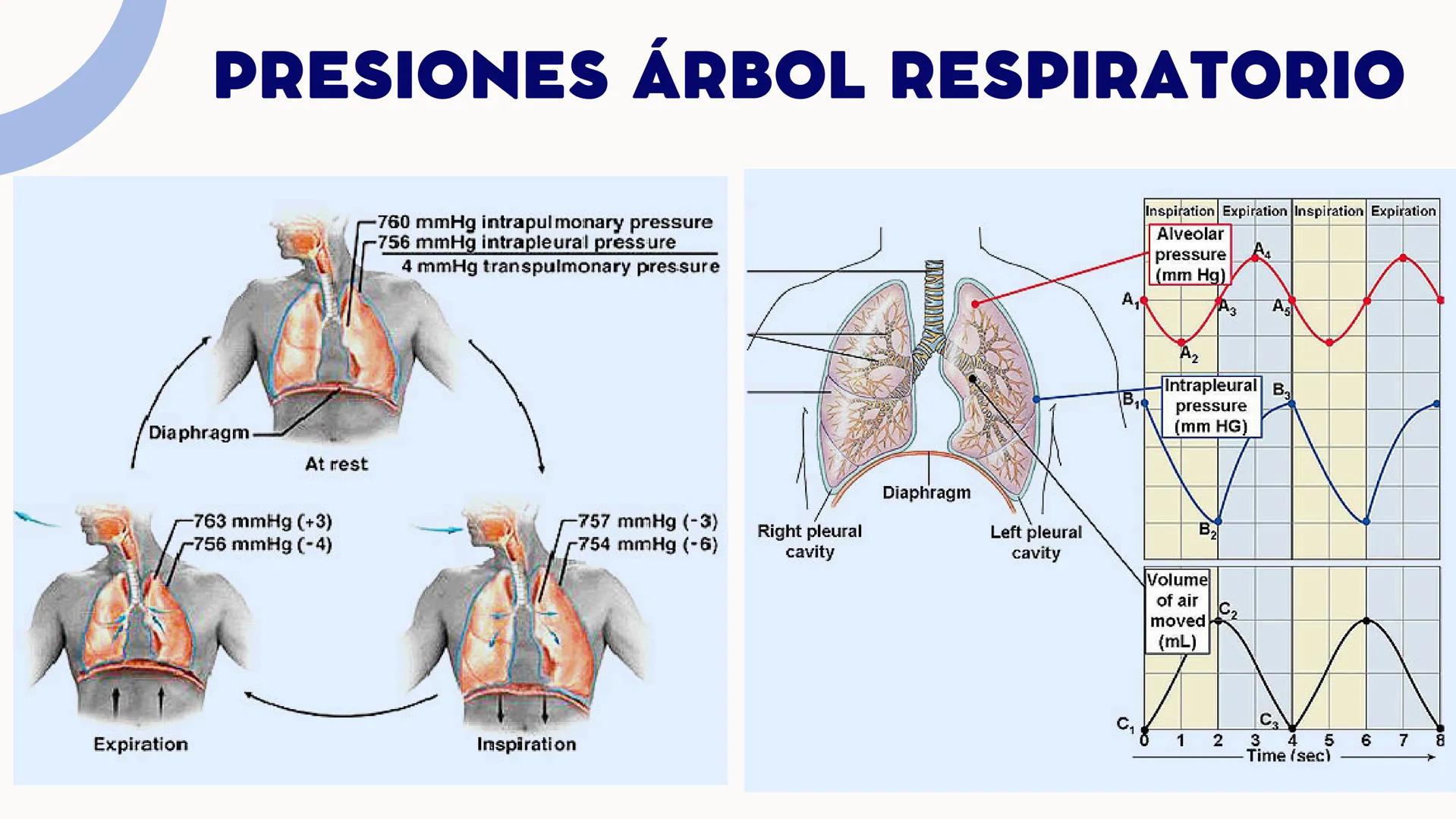 CONTENIDO
La respiración es un proceso biológico vital e
indispensable para el ser humano, por ello
resultada importante estudiar su sistema