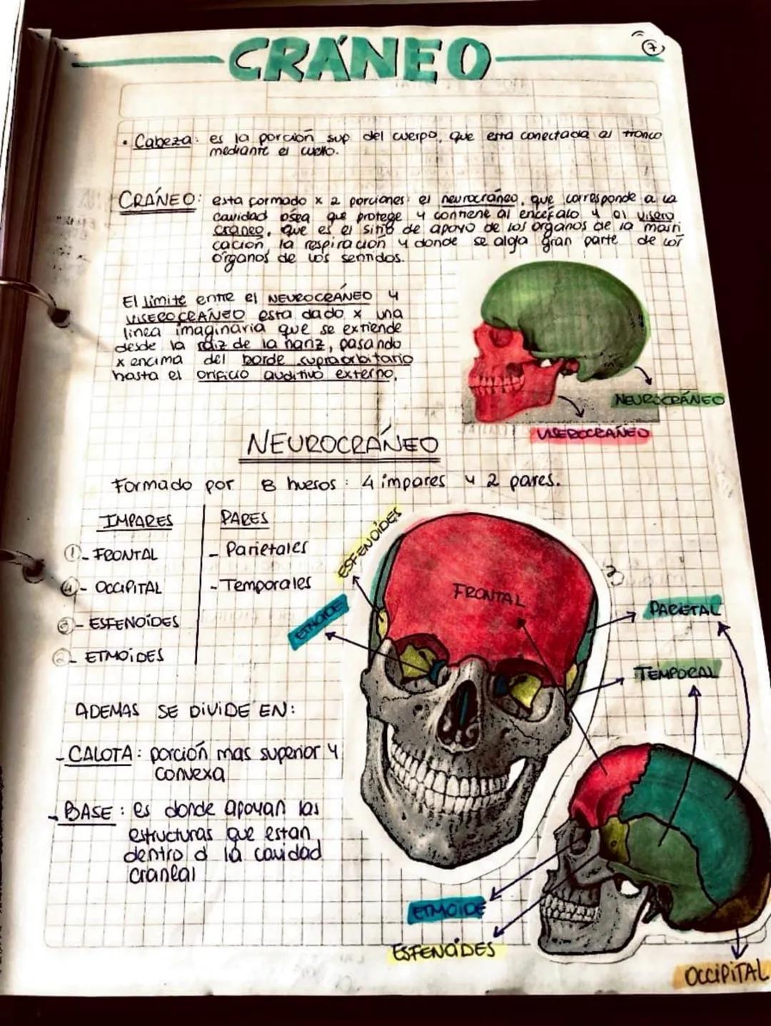 # CRANEO
* Cabeza es k
es la porcion sup del cuerpo, que esta conectada al tronco
mediante el wello.
CRÁNEO: esta formado x 2 porciones