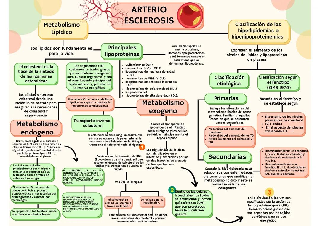 Arterio esclerosis