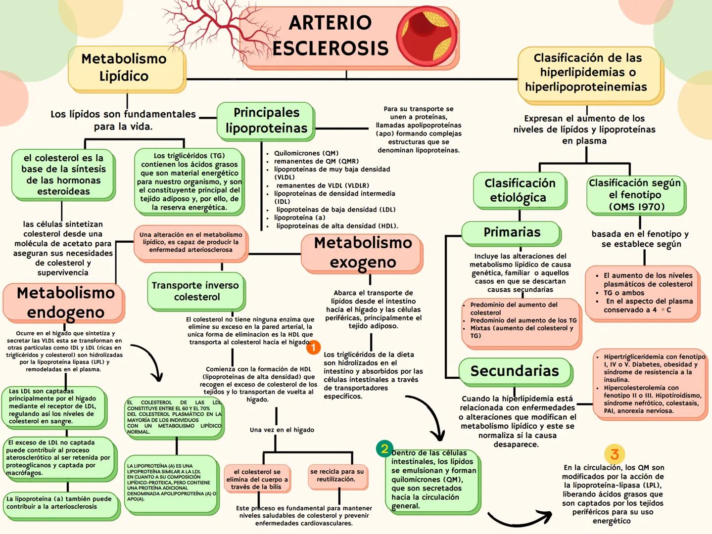 ARTERIO
ESCLEROSIS
Clasificación
etiológica
Clasificación según
el fenotipo
(OMS 1970)
Metabolismo
Lipídico
Los lípidos son fundamentales
pa