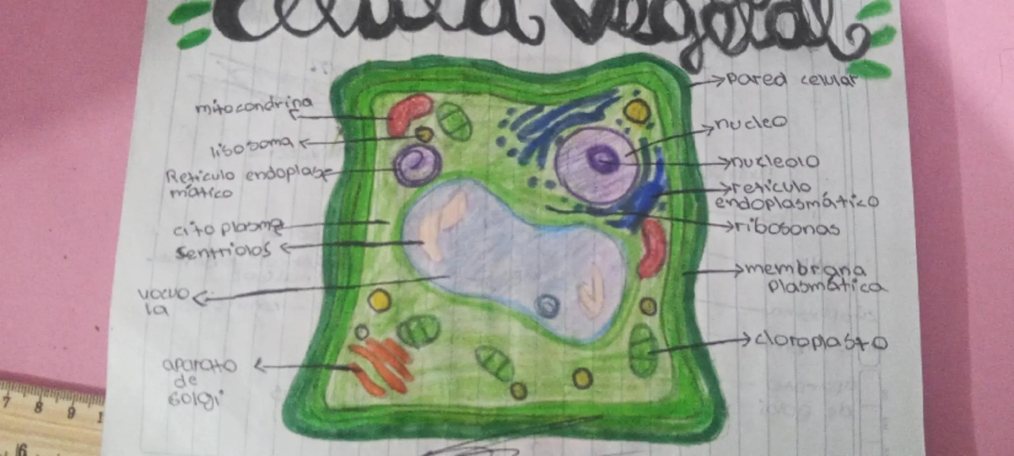 mitocondrina
lisosoma
Reticulo endoplase
mattico
cito plasme
Sentriolos
VOCUO
la
→Pared celular
nucleo
nucleolo
endoplasmático
→ribosonas
→m