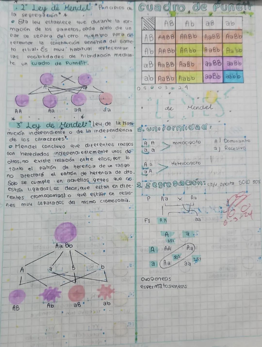 27
024
Genética
*
¿Como se empaquetan loss"
cromosomas P
Los cromosomas son partes del ADN que
ola génética es el estudio de los genes lleva
