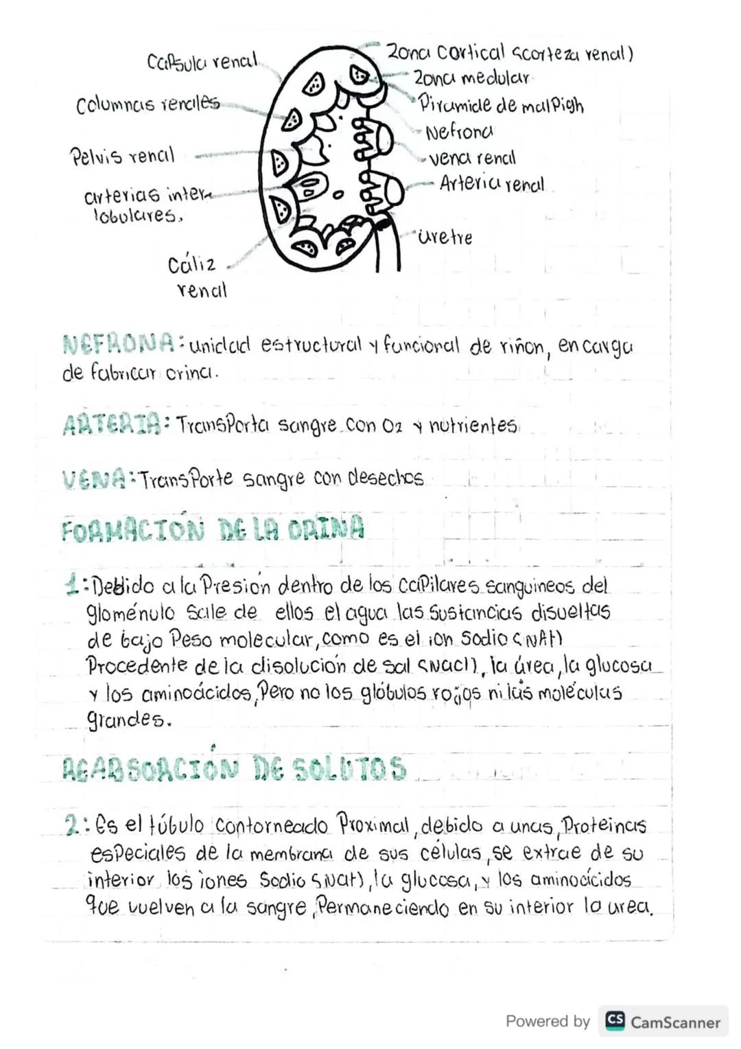 13/02/24
METALOUSHO
Formula: Fotosintesis reacción onabolica
LUZ
CO2 H20 C6H12O6 02
Reacción Catabolica Respiración.
libera energia
SOL
CO₂