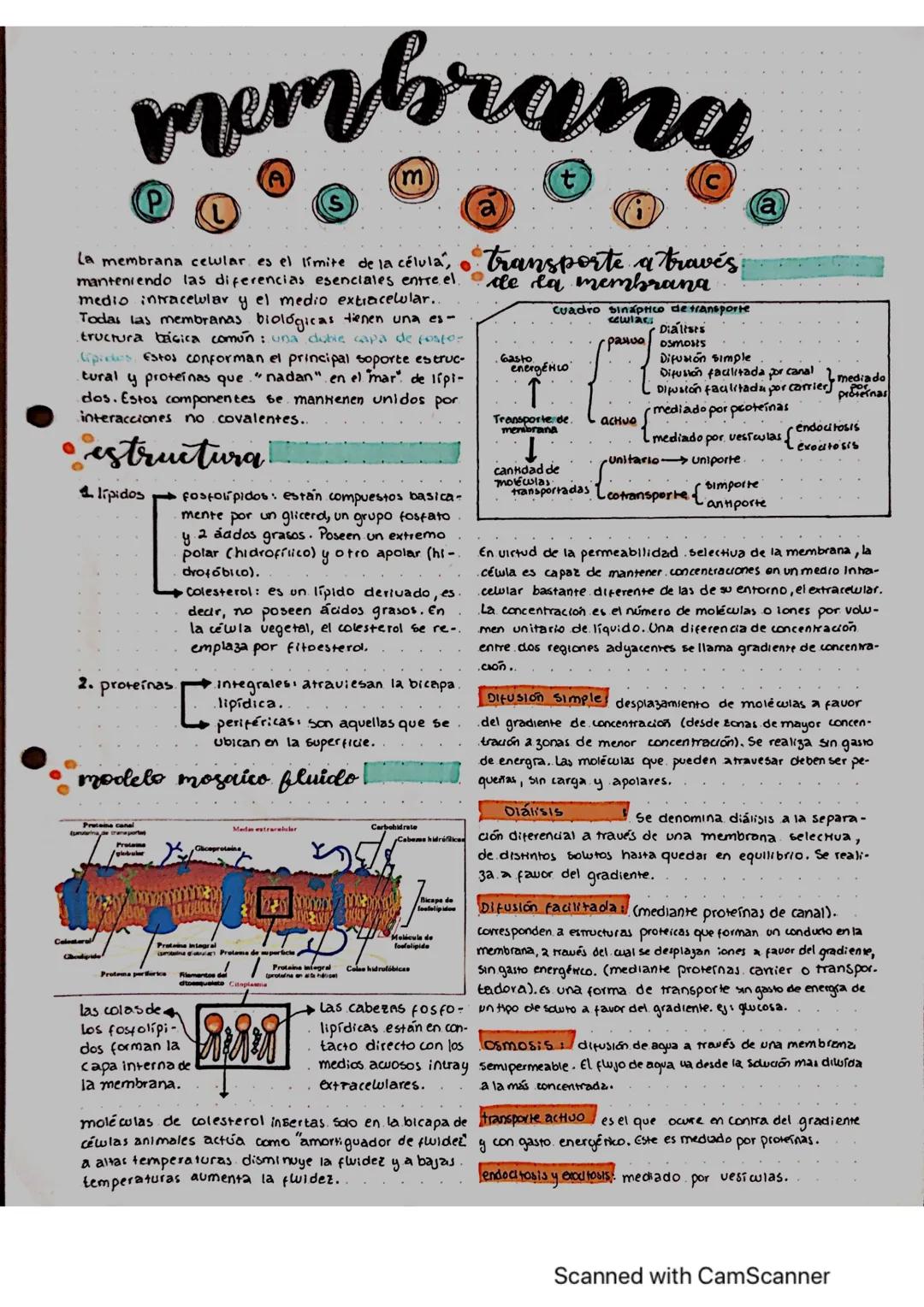membrana
t
La membrana celular es el límite de la célula,
manteniendo las diferencias esenciales entre el
medio intracelular y el medio extr