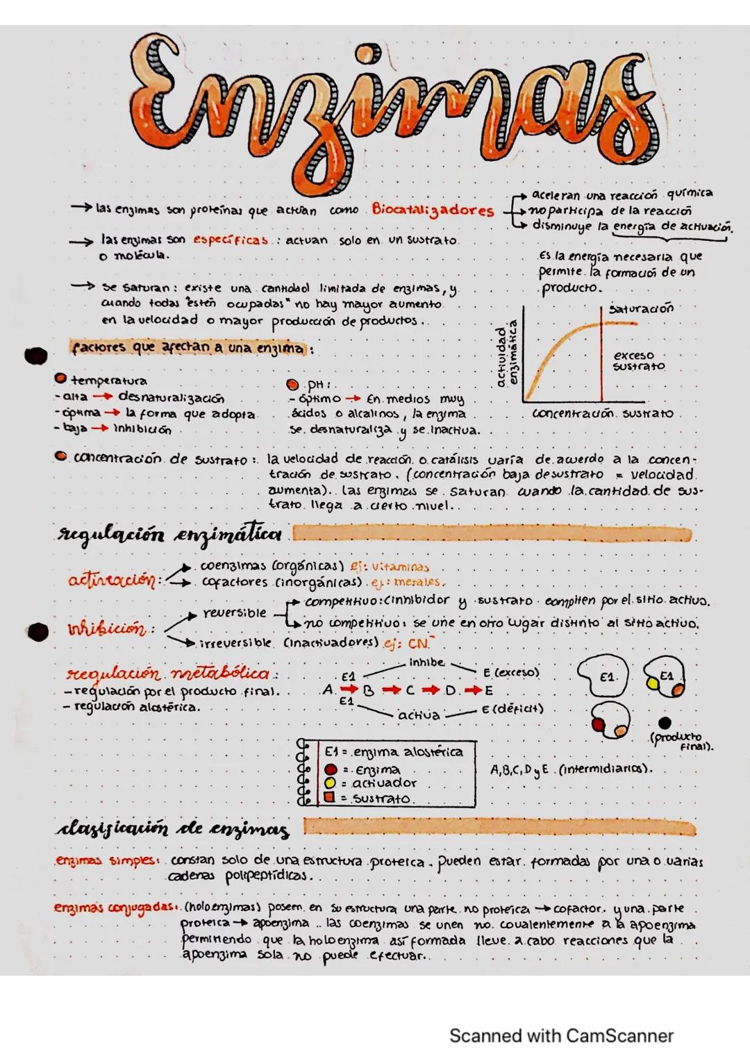 Enzimas
las enzimas son proteinas que actuan como Biocatalizadores
→ las enzimas son específicas: actuan solo en un sustrato.
o molécula.
Se