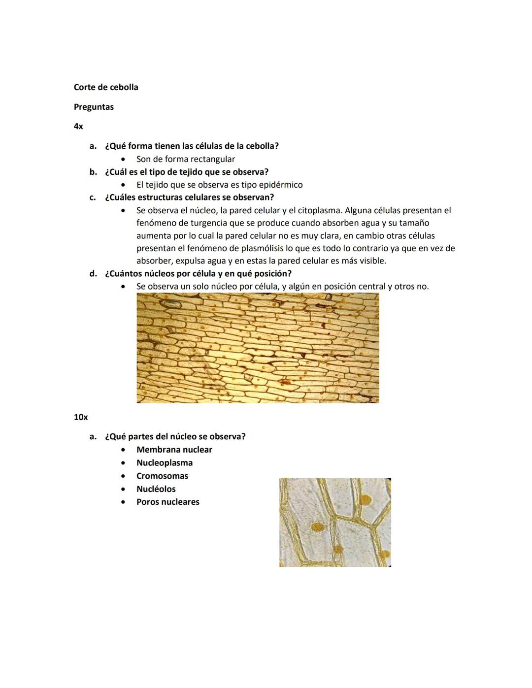 Corte de cebolla
Preguntas
4x
a. ¿Qué forma tienen las células de la cebolla?
•
Son de forma rectangular
b. ¿Cuál es el tipo de tejido que s