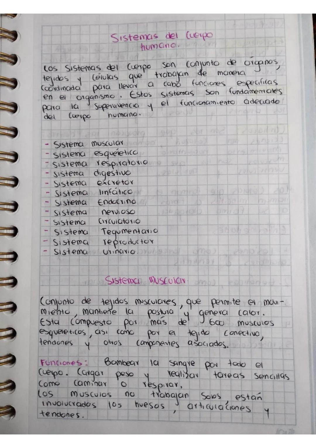 sistemas del cuerpo humano