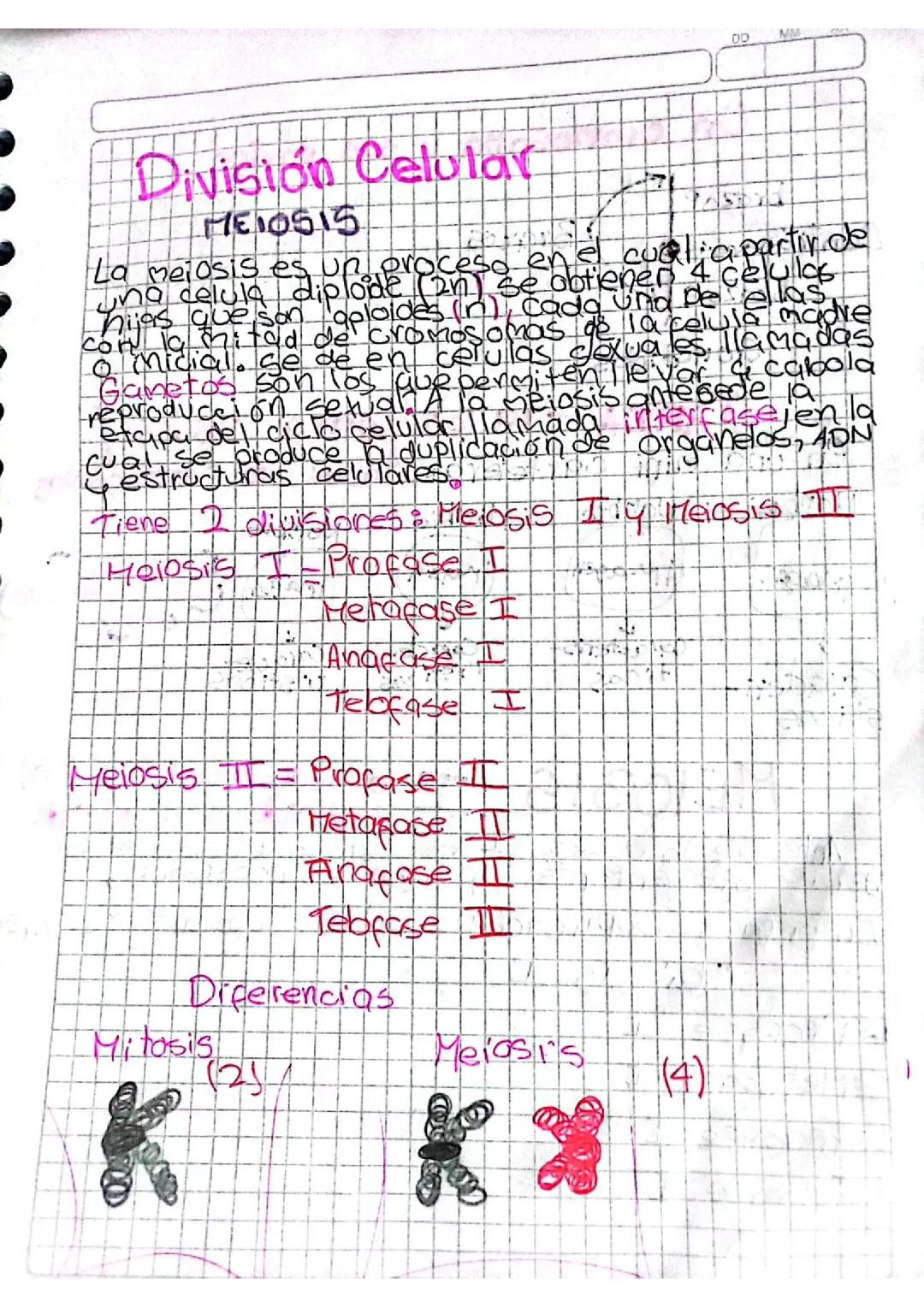 División celular meiosis I y II