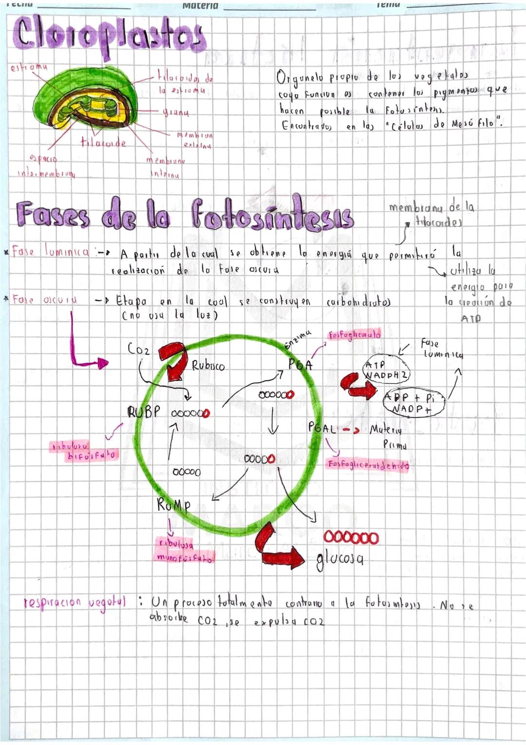 Fases de la fotosíntesis