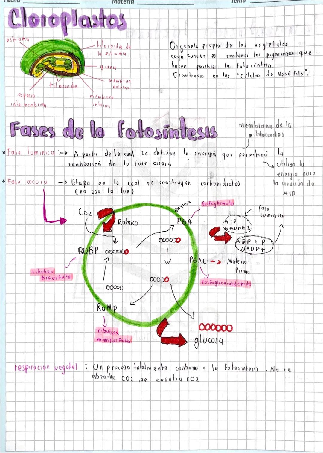 Materia
Cloroplastas
estromy
tilacode
espacio
intermembrung
-tilarbidas de
la estromi
granu
Membiun
ext2/A4
membruny
interna
Orgunelo propio