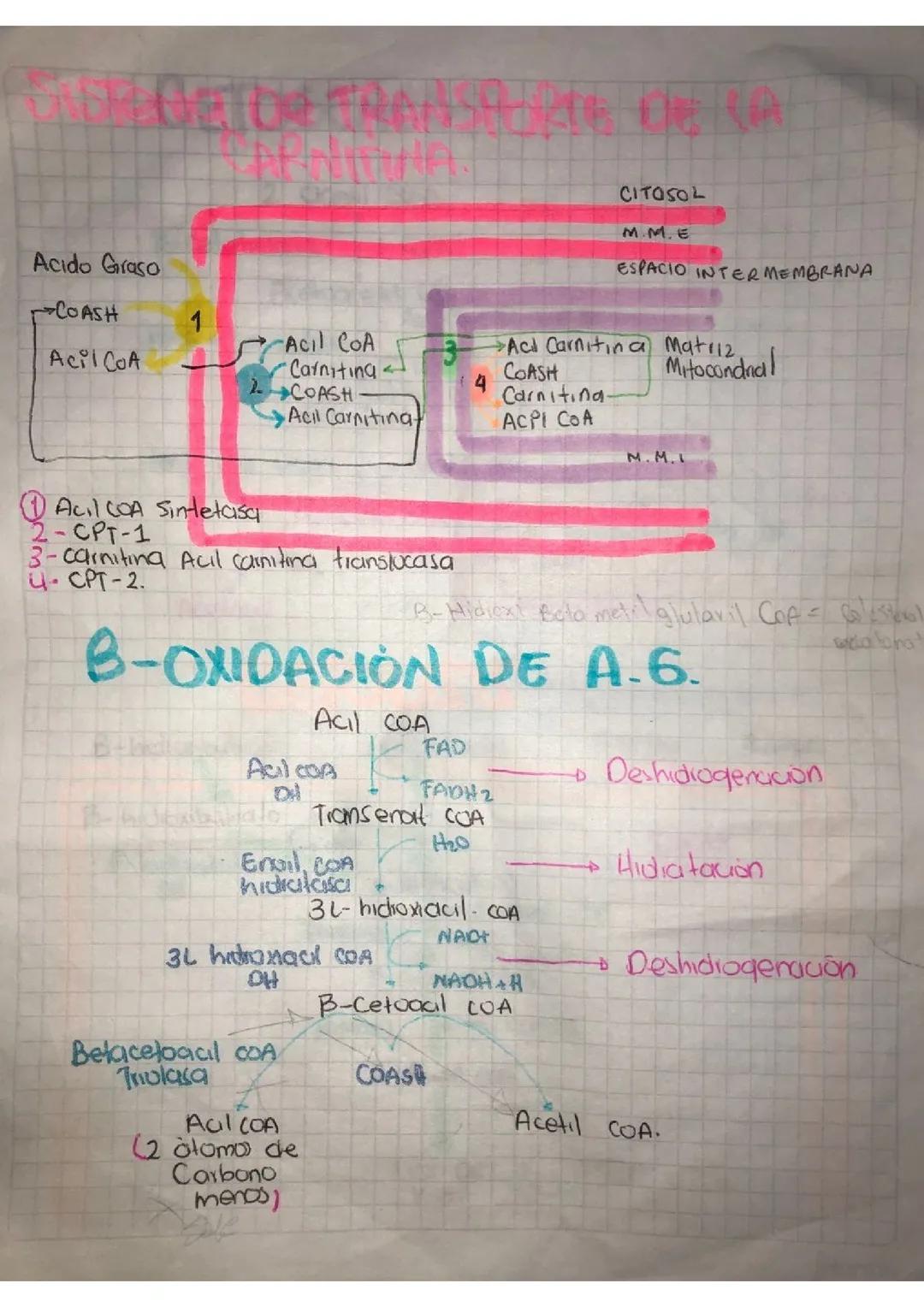 Beta oxidación ácidos grasos