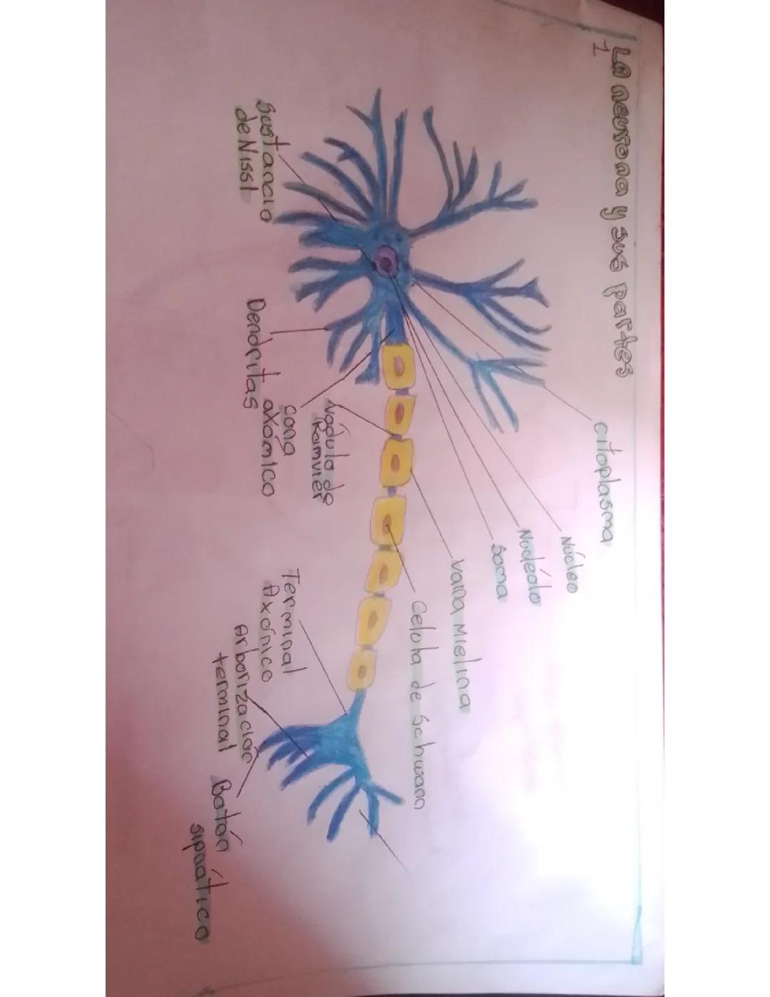 La neurona y sus partes