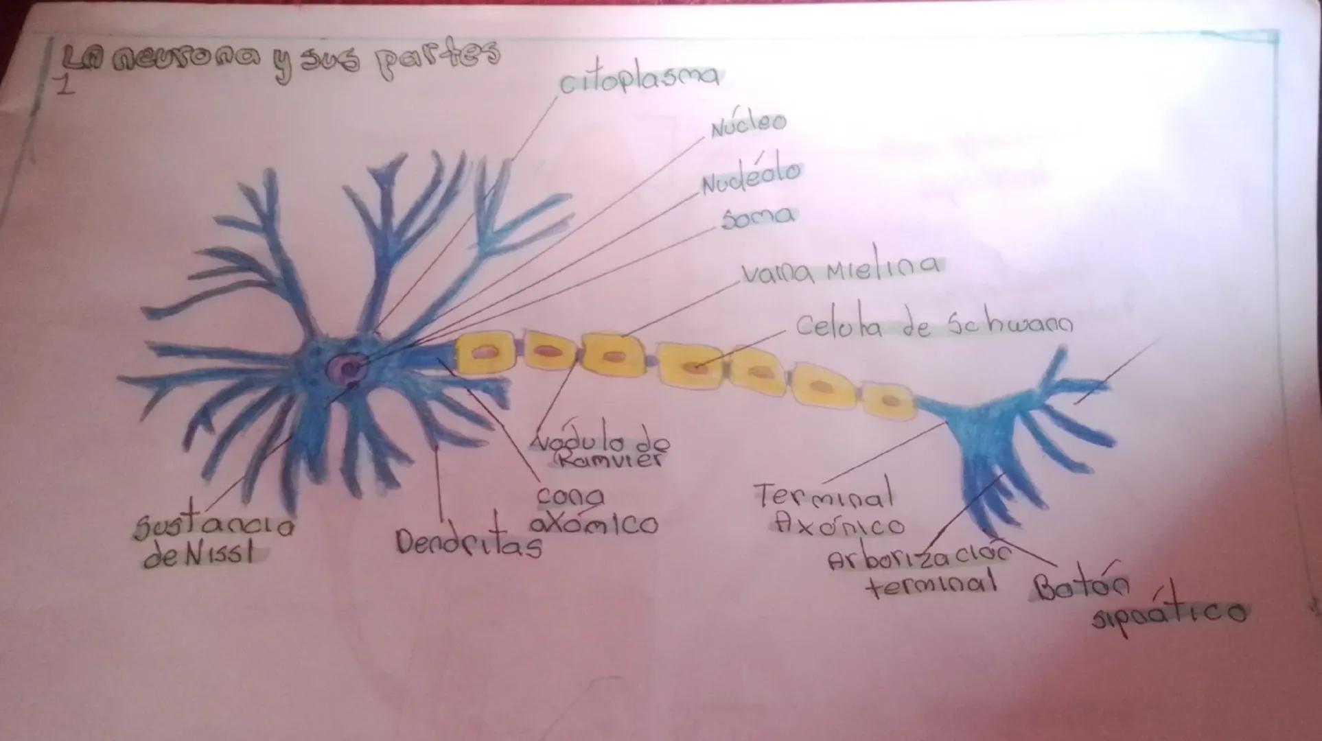 LA neurona y sus partes
1
citoplasma
Sustancia
de Nissl
Nodulo de
Ramvier
cona
axomIco
Dendritas
Núcleo
Nodeolo
Soma
vaina Mielina
celola de
