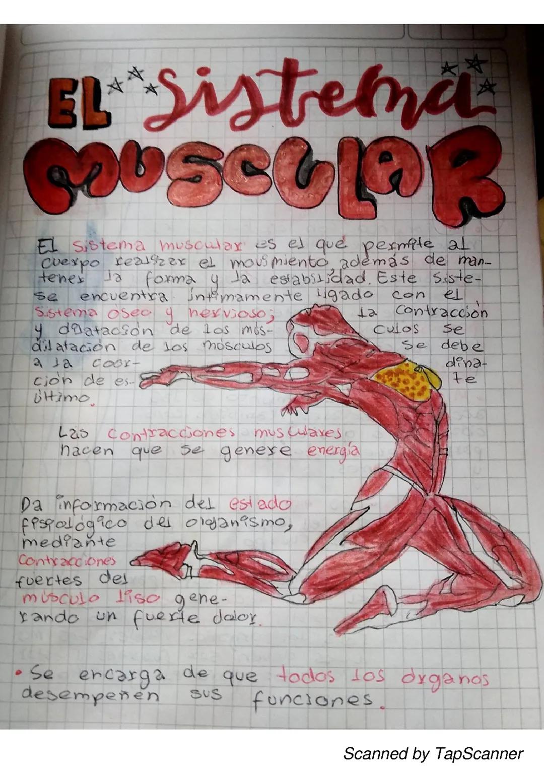 EL SISTEMA MUSCULAR