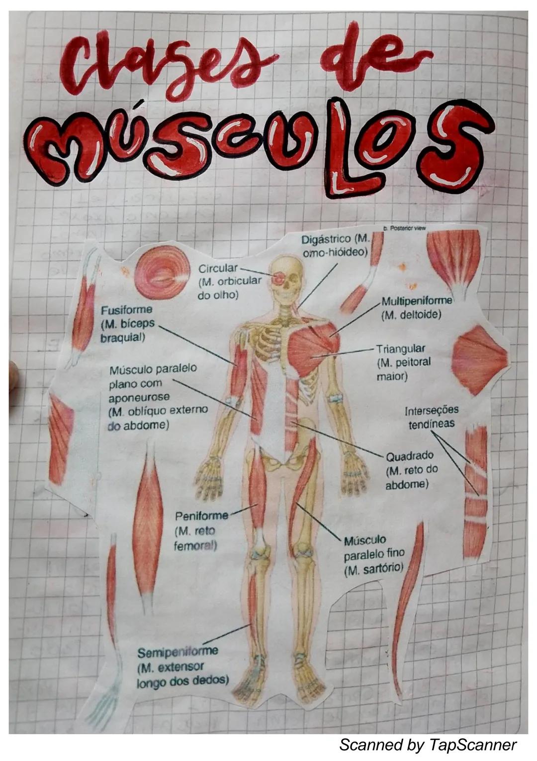 EL Sistema
MUSCULO
El sistema muscular es el que permite at
Cuerpo realizar el movimiento además de man-
Ja
Ja estabilidad. Este siste-
encu