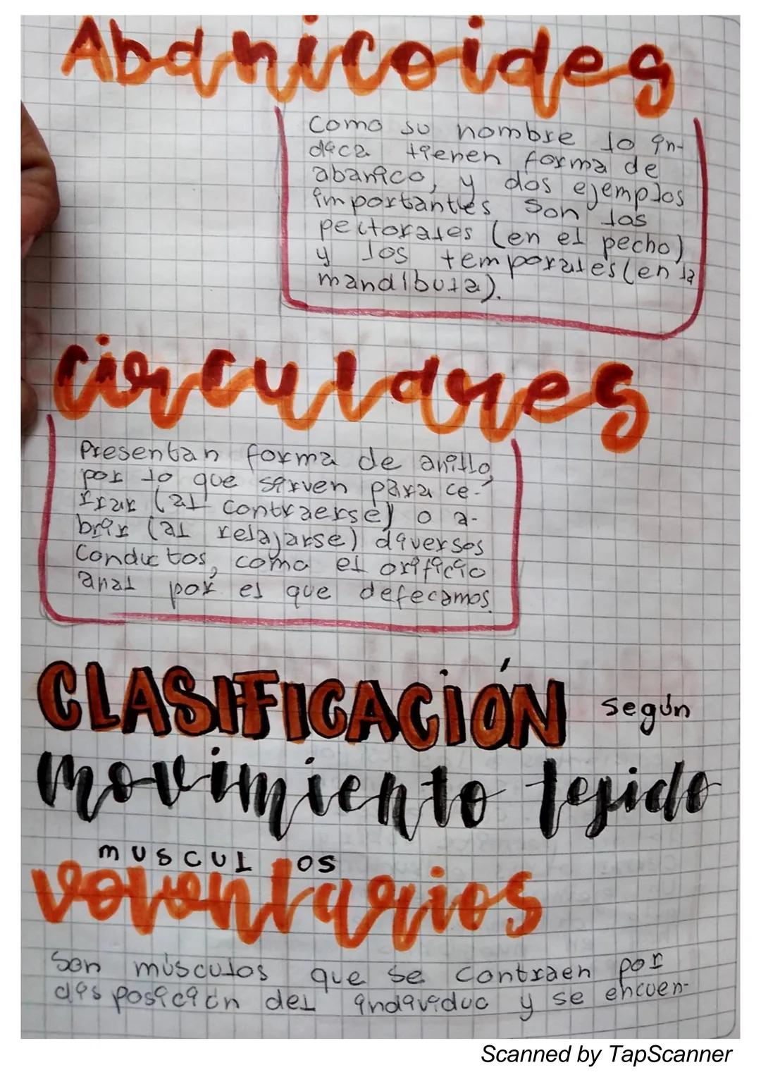 EL Sistema
MUSCULO
El sistema muscular es el que permite at
Cuerpo realizar el movimiento además de man-
Ja
Ja estabilidad. Este siste-
encu