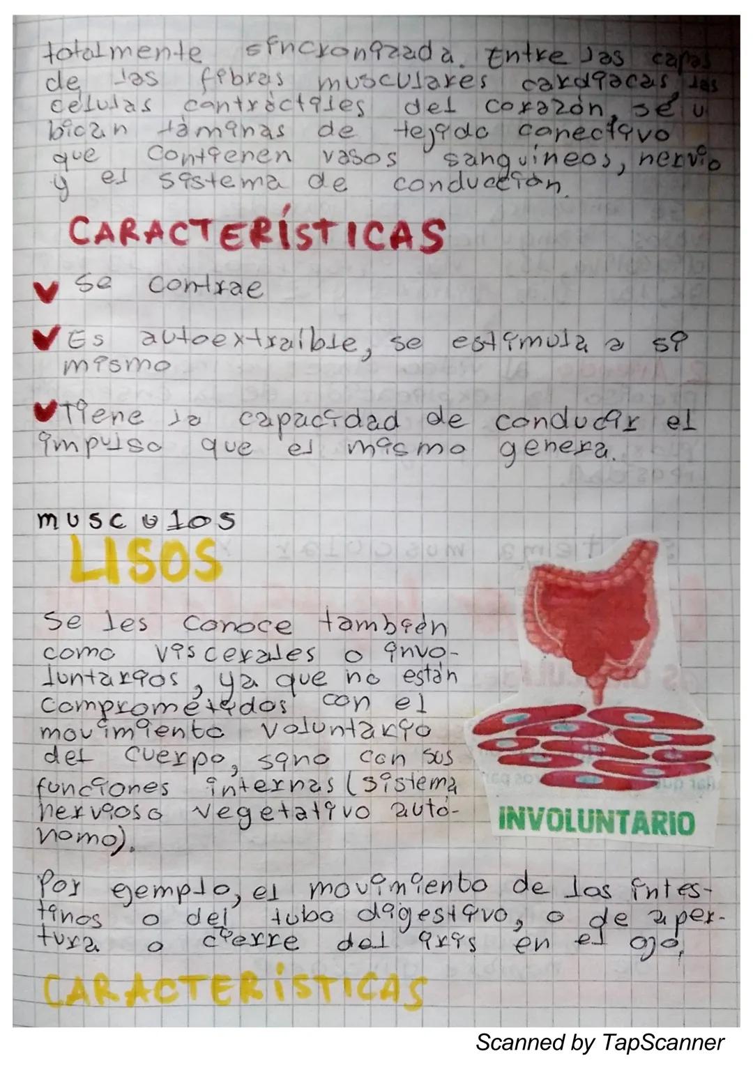 EL Sistema
MUSCULO
El sistema muscular es el que permite at
Cuerpo realizar el movimiento además de man-
Ja
Ja estabilidad. Este siste-
encu