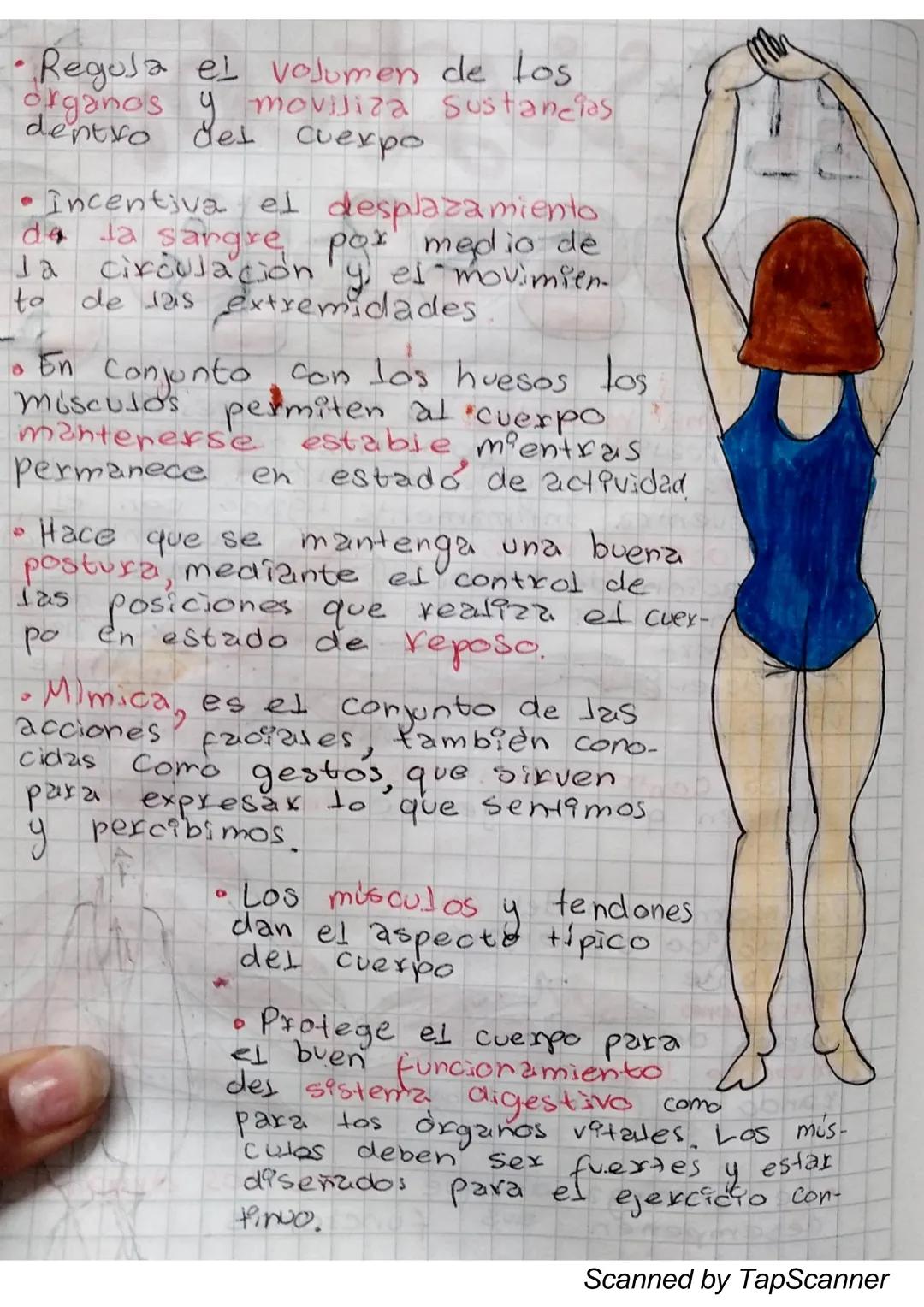 EL Sistema
MUSCULO
El sistema muscular es el que permite at
Cuerpo realizar el movimiento además de man-
Ja
Ja estabilidad. Este siste-
encu