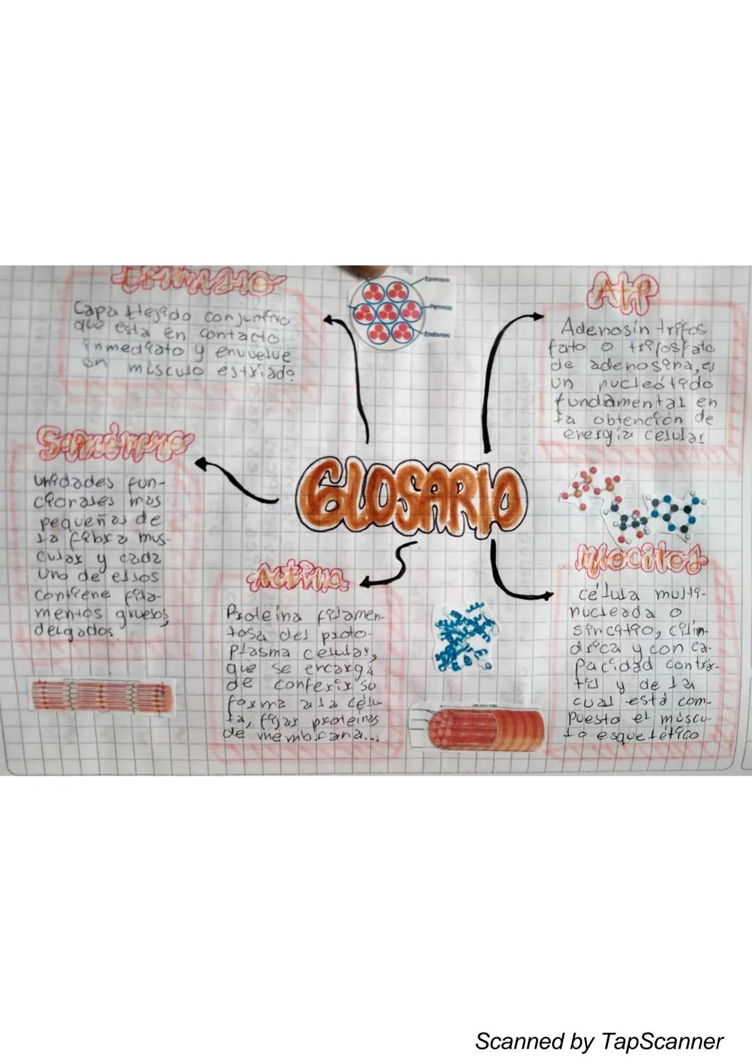 EL Sistema
MUSCULO
El sistema muscular es el que permite at
Cuerpo realizar el movimiento además de man-
Ja
Ja estabilidad. Este siste-
encu