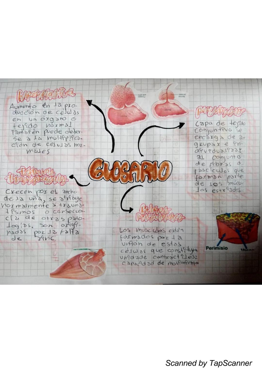 EL Sistema
MUSCULO
El sistema muscular es el que permite at
Cuerpo realizar el movimiento además de man-
Ja
Ja estabilidad. Este siste-
encu