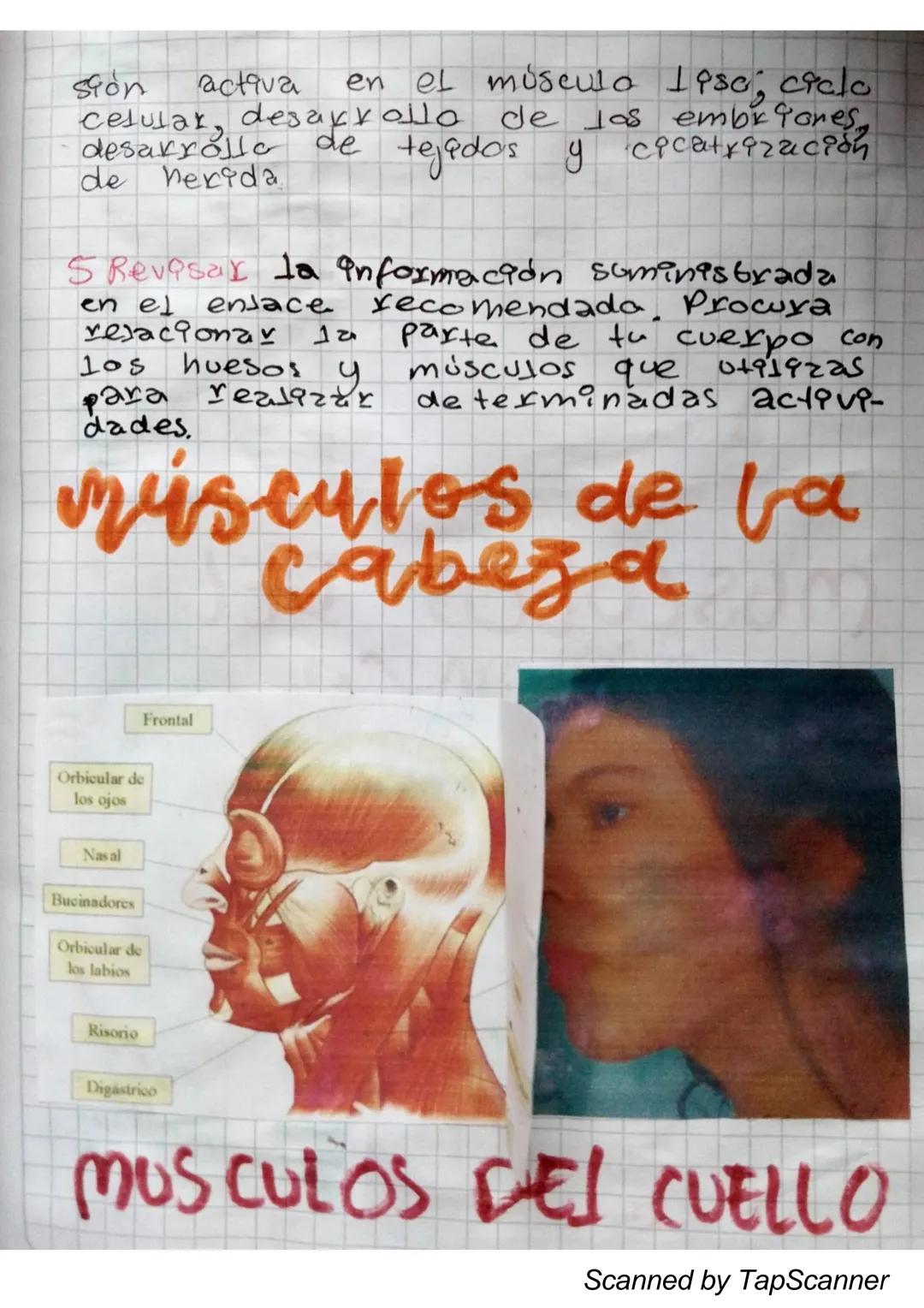 EL Sistema
MUSCULO
El sistema muscular es el que permite at
Cuerpo realizar el movimiento además de man-
Ja
Ja estabilidad. Este siste-
encu
