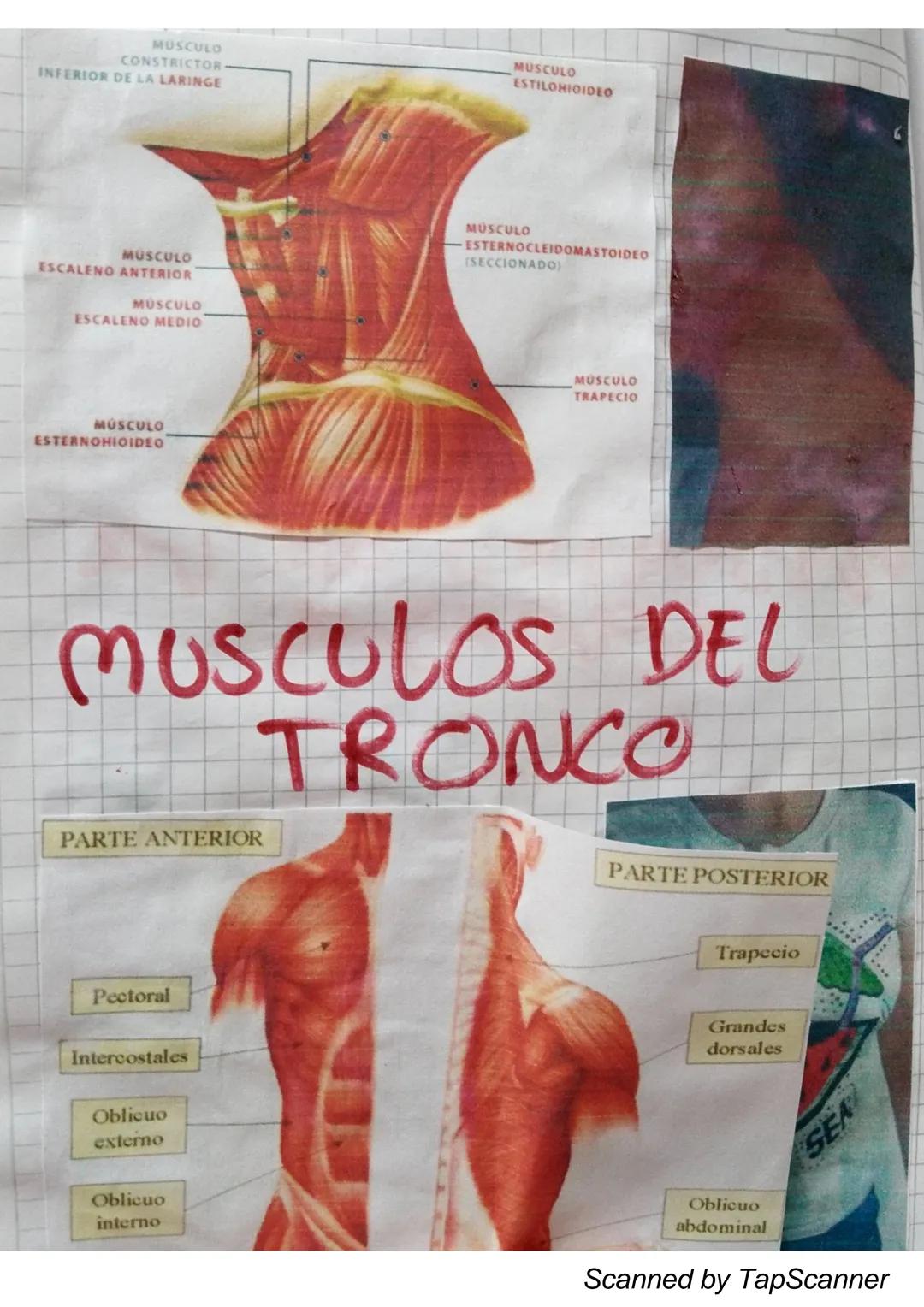 EL Sistema
MUSCULO
El sistema muscular es el que permite at
Cuerpo realizar el movimiento además de man-
Ja
Ja estabilidad. Este siste-
encu