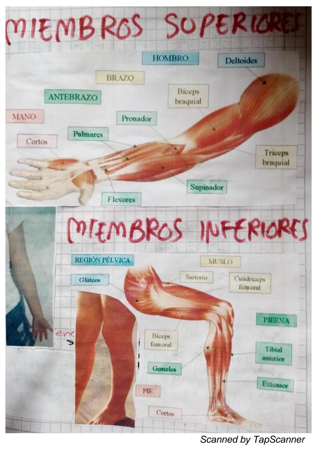 EL Sistema
MUSCULO
El sistema muscular es el que permite at
Cuerpo realizar el movimiento además de man-
Ja
Ja estabilidad. Este siste-
encu