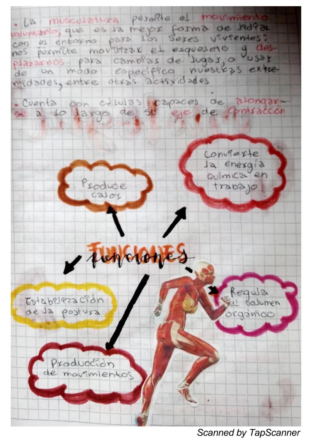 EL Sistema
MUSCULO
El sistema muscular es el que permite at
Cuerpo realizar el movimiento además de man-
Ja
Ja estabilidad. Este siste-
encu
