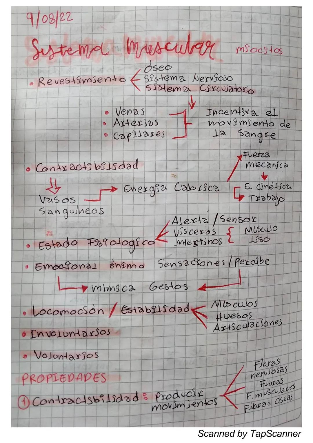 EL Sistema
MUSCULO
El sistema muscular es el que permite at
Cuerpo realizar el movimiento además de man-
Ja
Ja estabilidad. Este siste-
encu
