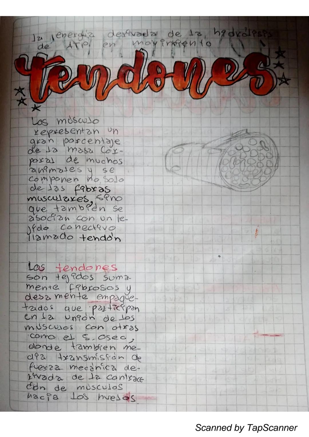 EL Sistema
MUSCULO
El sistema muscular es el que permite at
Cuerpo realizar el movimiento además de man-
Ja
Ja estabilidad. Este siste-
encu