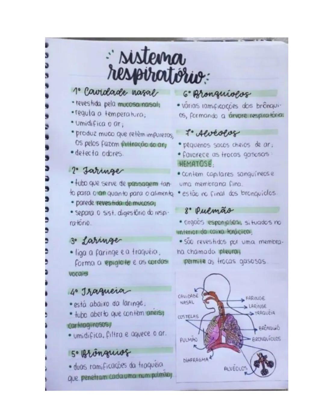 sistema respiratorio