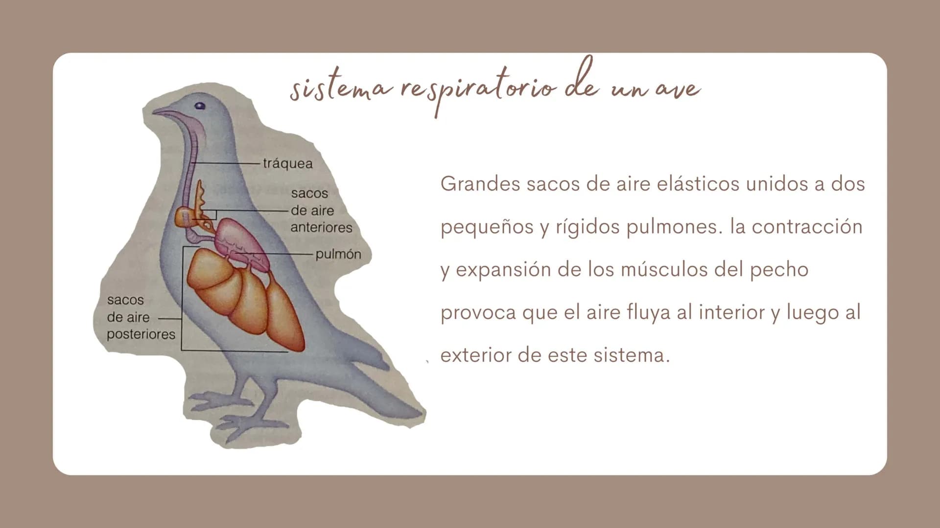 # sistema respiratorio de un ave
- tráquea
- sacos de aire anteriores
- pulmón
- sacos de aire posteriores
Grandes sacos de aire elásticos