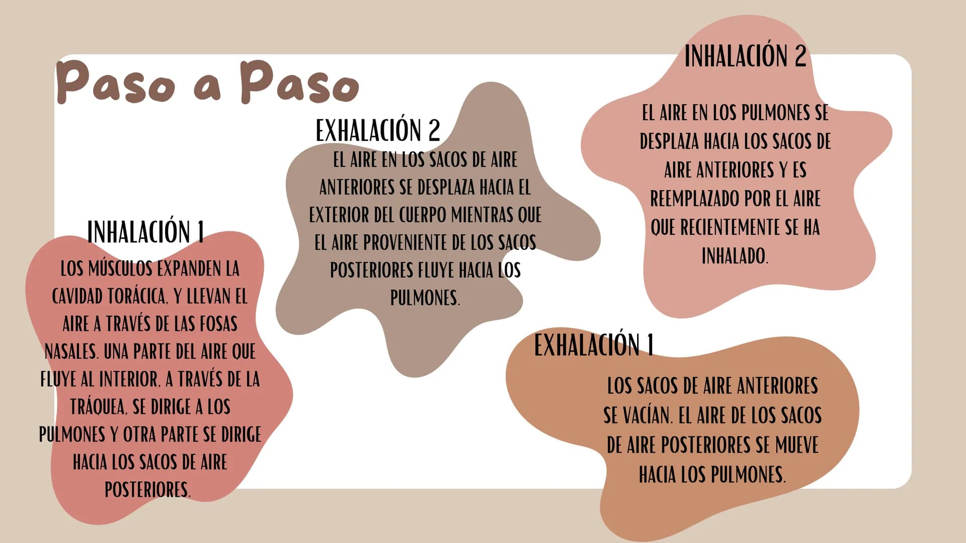 # sistema respiratorio de un ave
- tráquea
- sacos de aire anteriores
- pulmón
- sacos de aire posteriores
Grandes sacos de aire elásticos