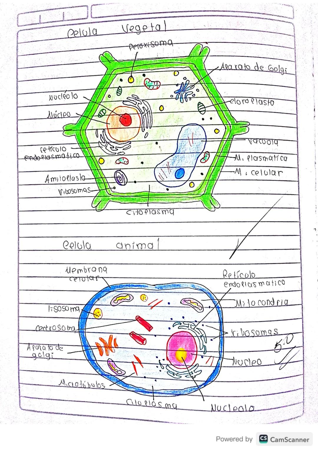 Celula
Vegetal
Peroxisoma
Nucleolo
Núcleo
retículo
endoplasmatico
Amiloplasto
Vibosomas
Citoplasma
Celula
animal
Membrang
retotar
lisosoma
C