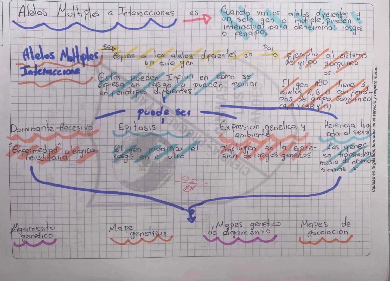 Alelos Multiples e Interacciones es
Cuando varios alelos diferentes y un solo gen o multiple pueden interactuar para determinar rasgos o fen