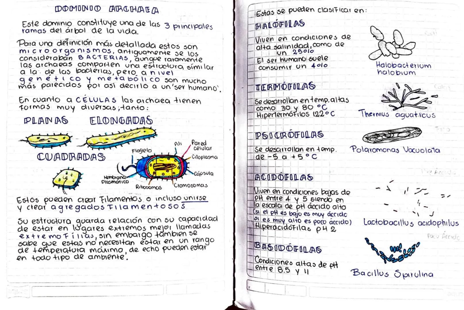 # DOMINIO ARCHAEA
Este dominio constituye una de las 3 principales ramas del árbol de la vida.
Para una definición más detallada estos son